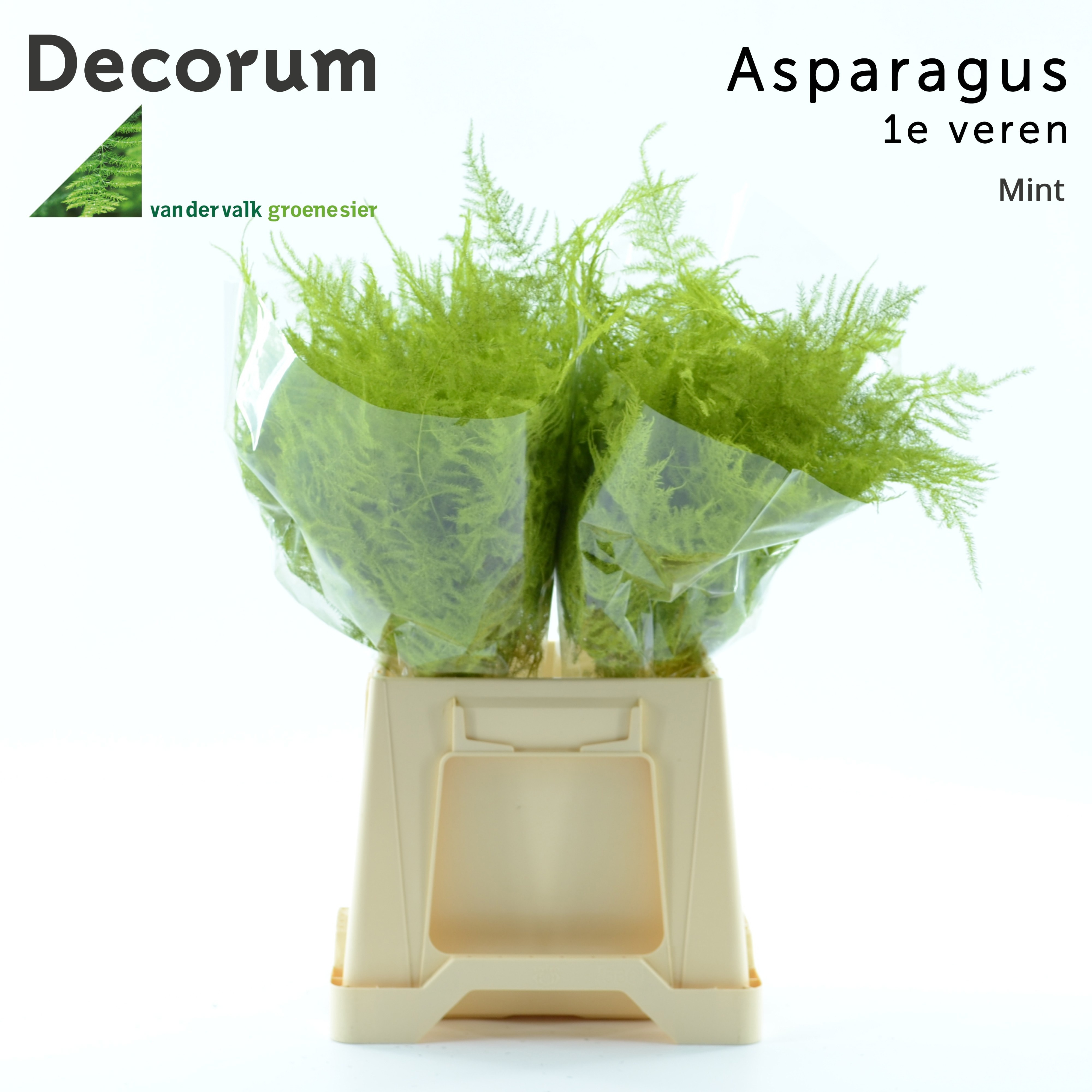 Asparagus Painted 45cm