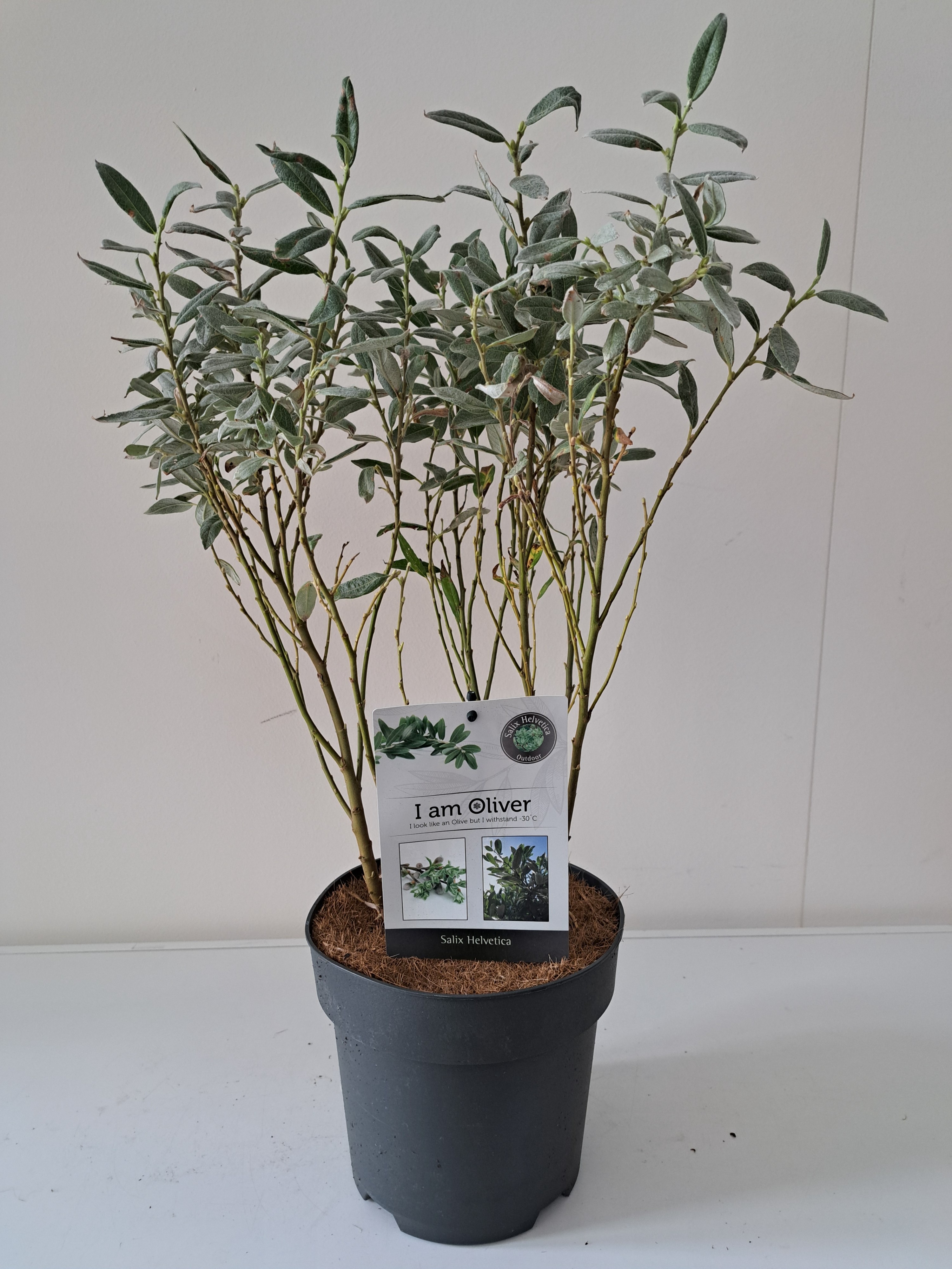 Picture of Salix Helvetica bush p19