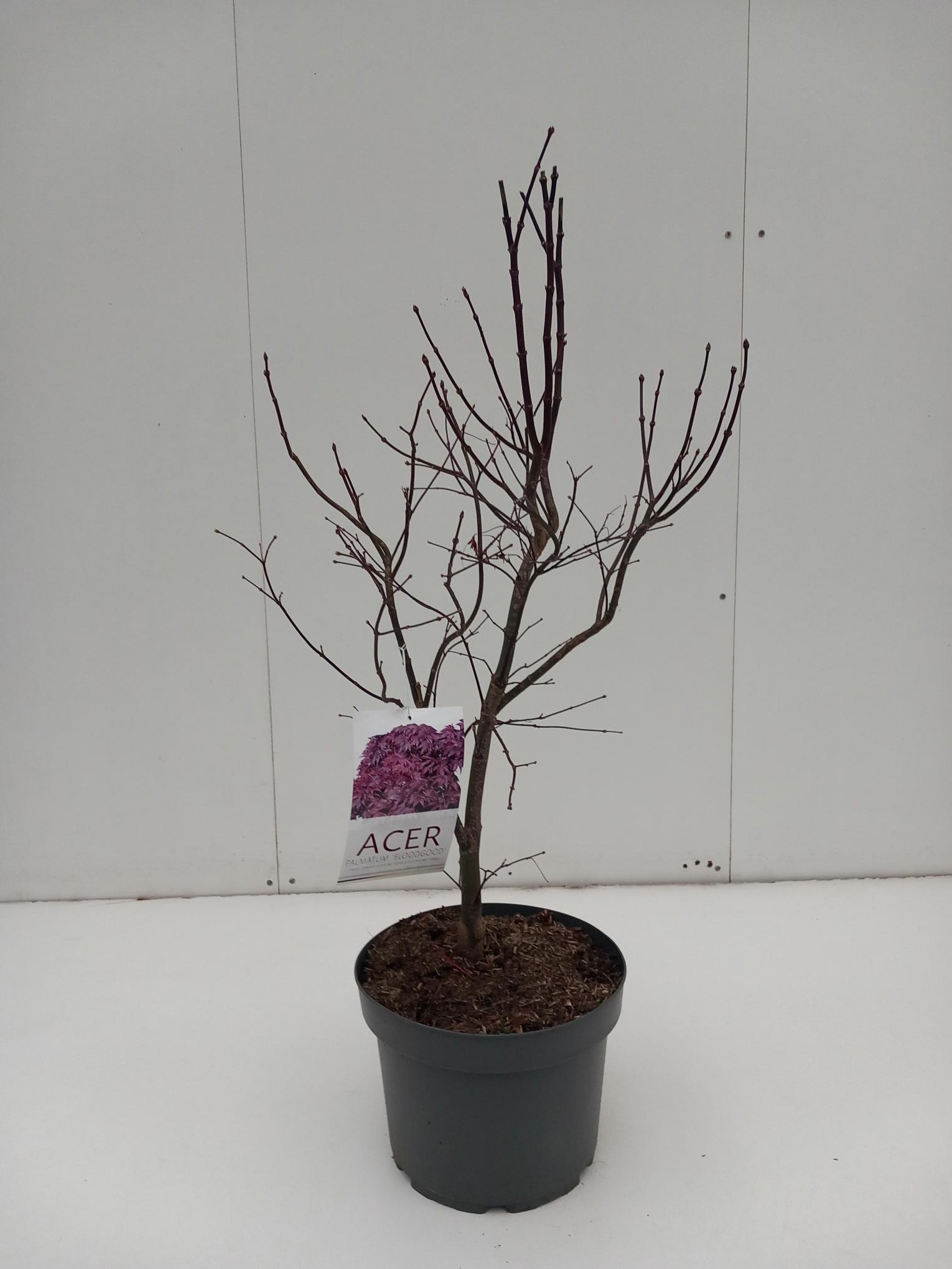 Picture of Acer palmatum Bloodgood