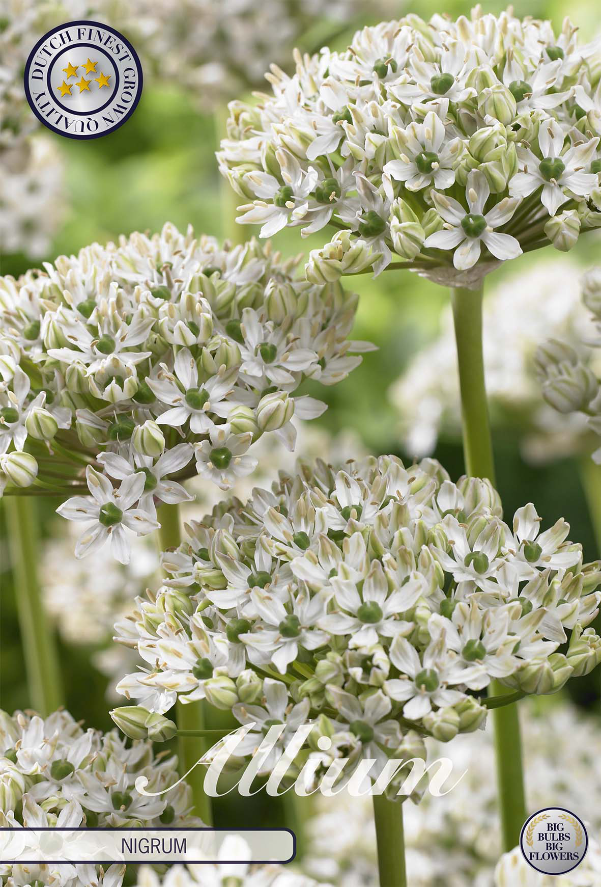 Allium nigrum
