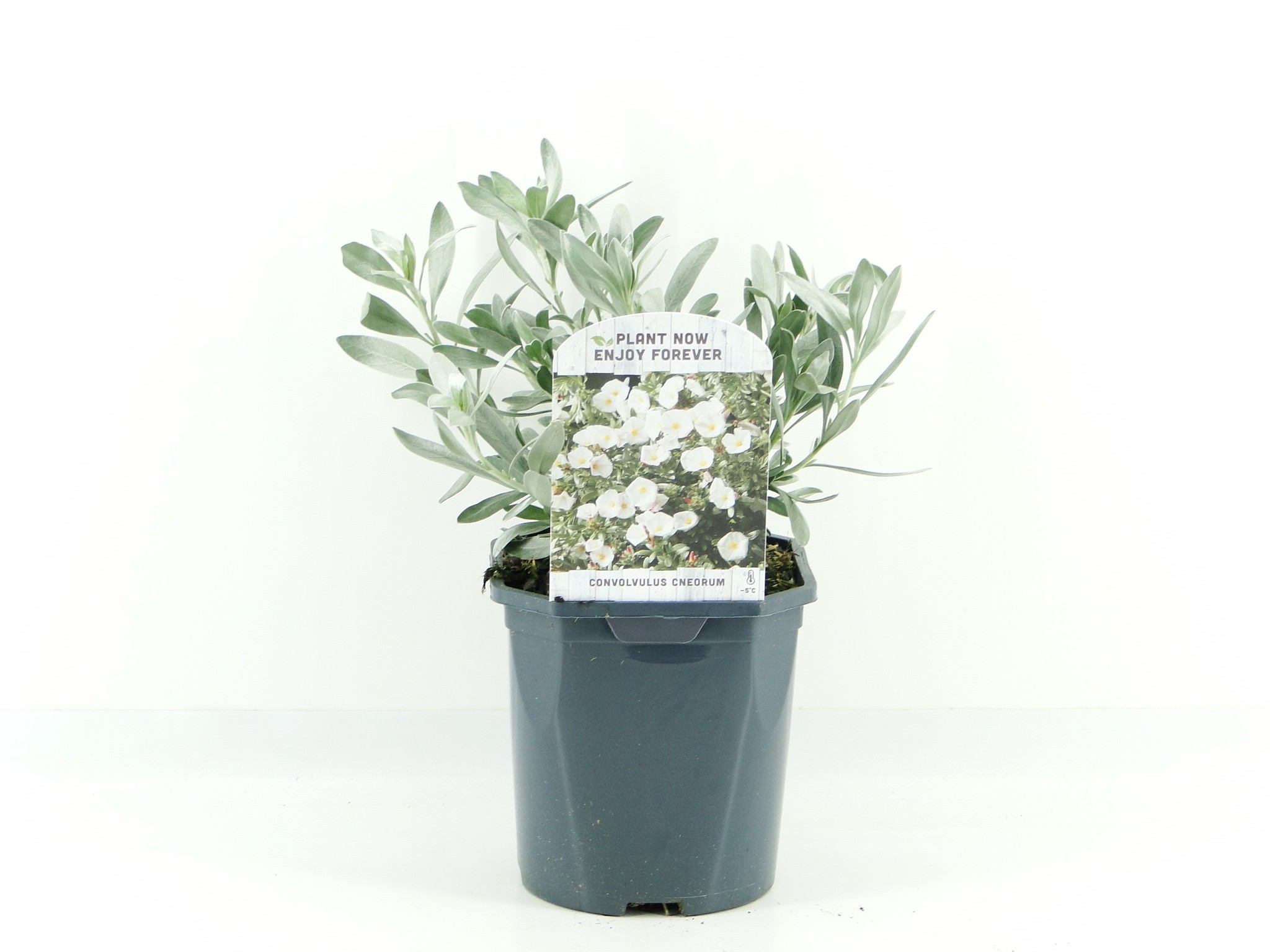 Picture of Convolvulus cneorum