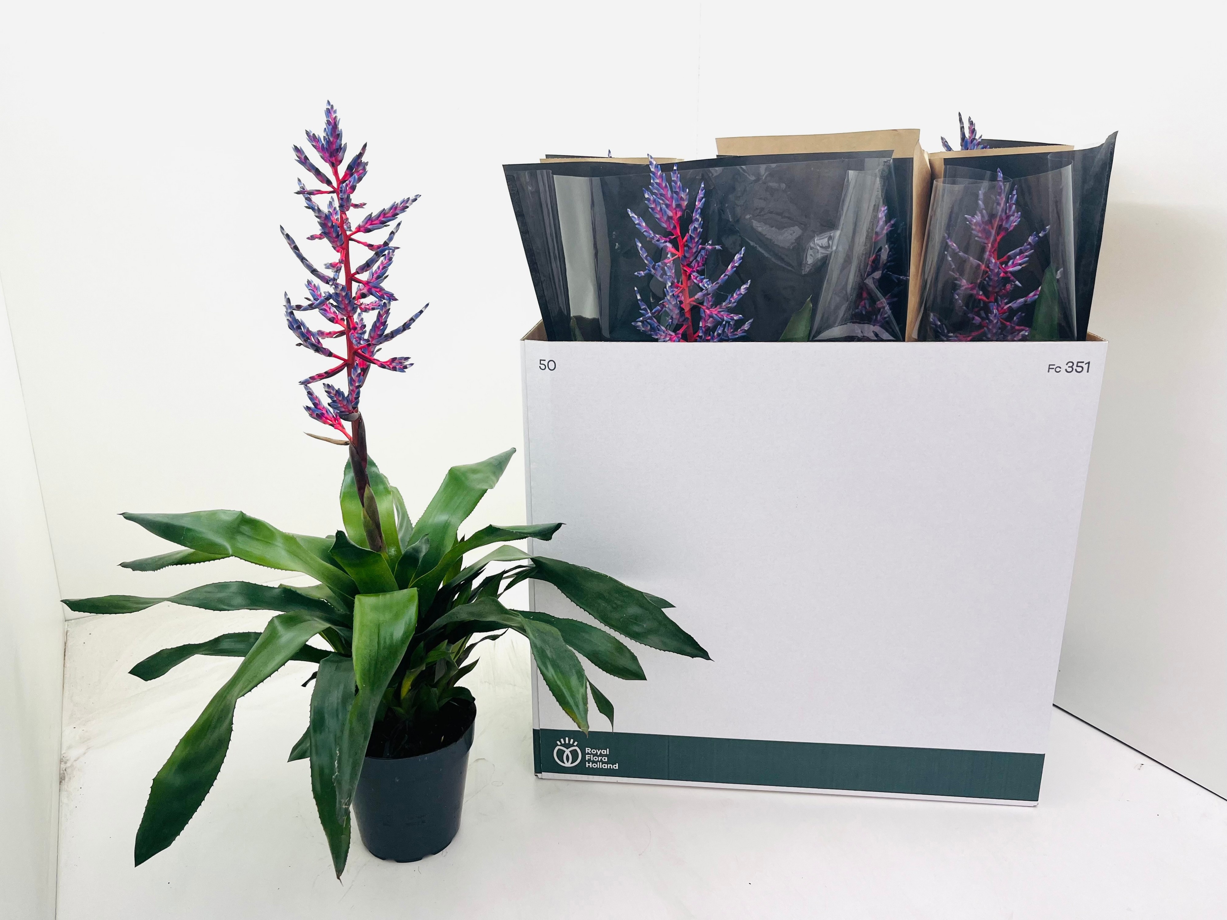 Aechmea 'Blue Rain' - Kokerbromelia