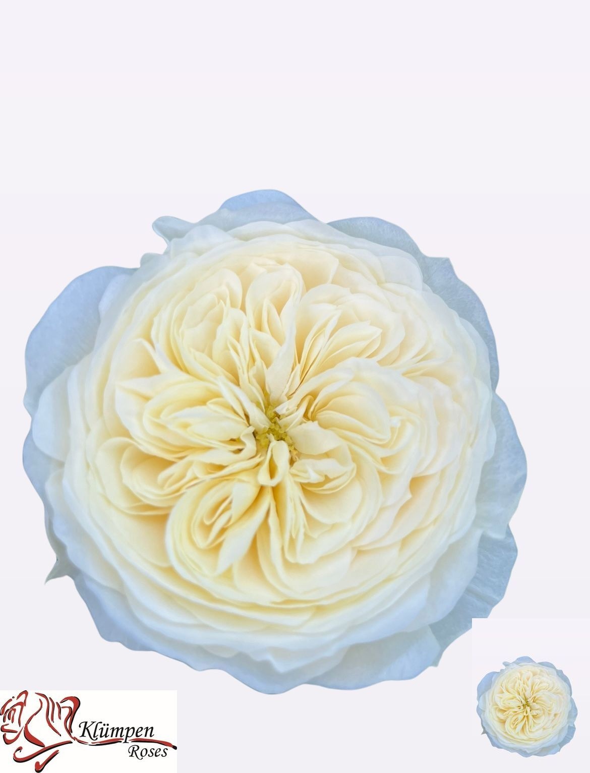 Rosa Chic White! 30cm