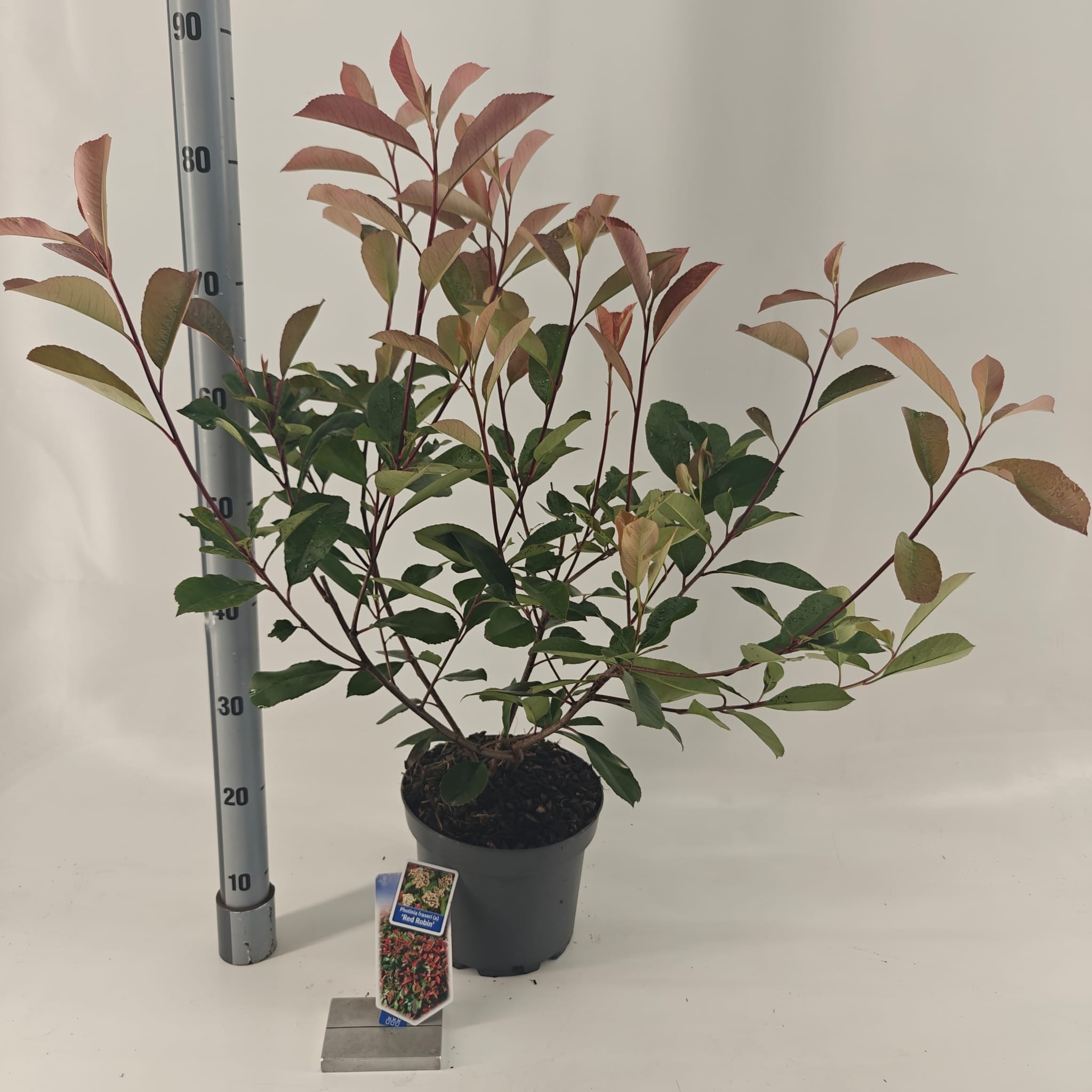 Picture of Photinia fraseri 'Red Robin'