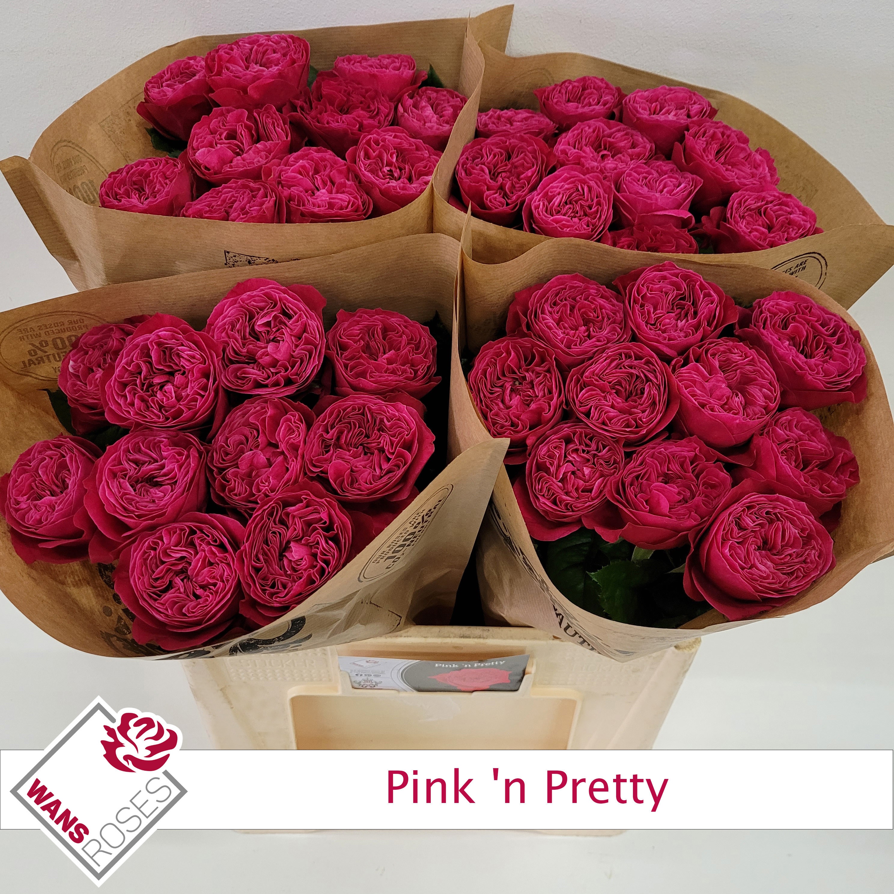 Rosa large flowered Pink 'N Pretty R GR PINK N PRETTY | Gardenline