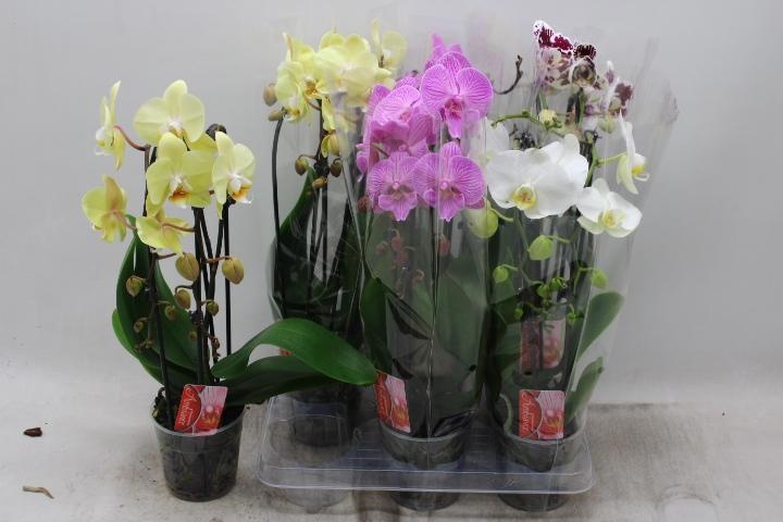 Phal El Cascade 12P 45H 2TAK 16bloem 23bloei