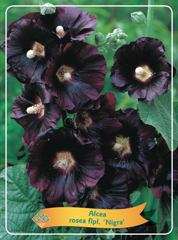 Picture of Alcea Mix 6x10 srt. per shelve P11