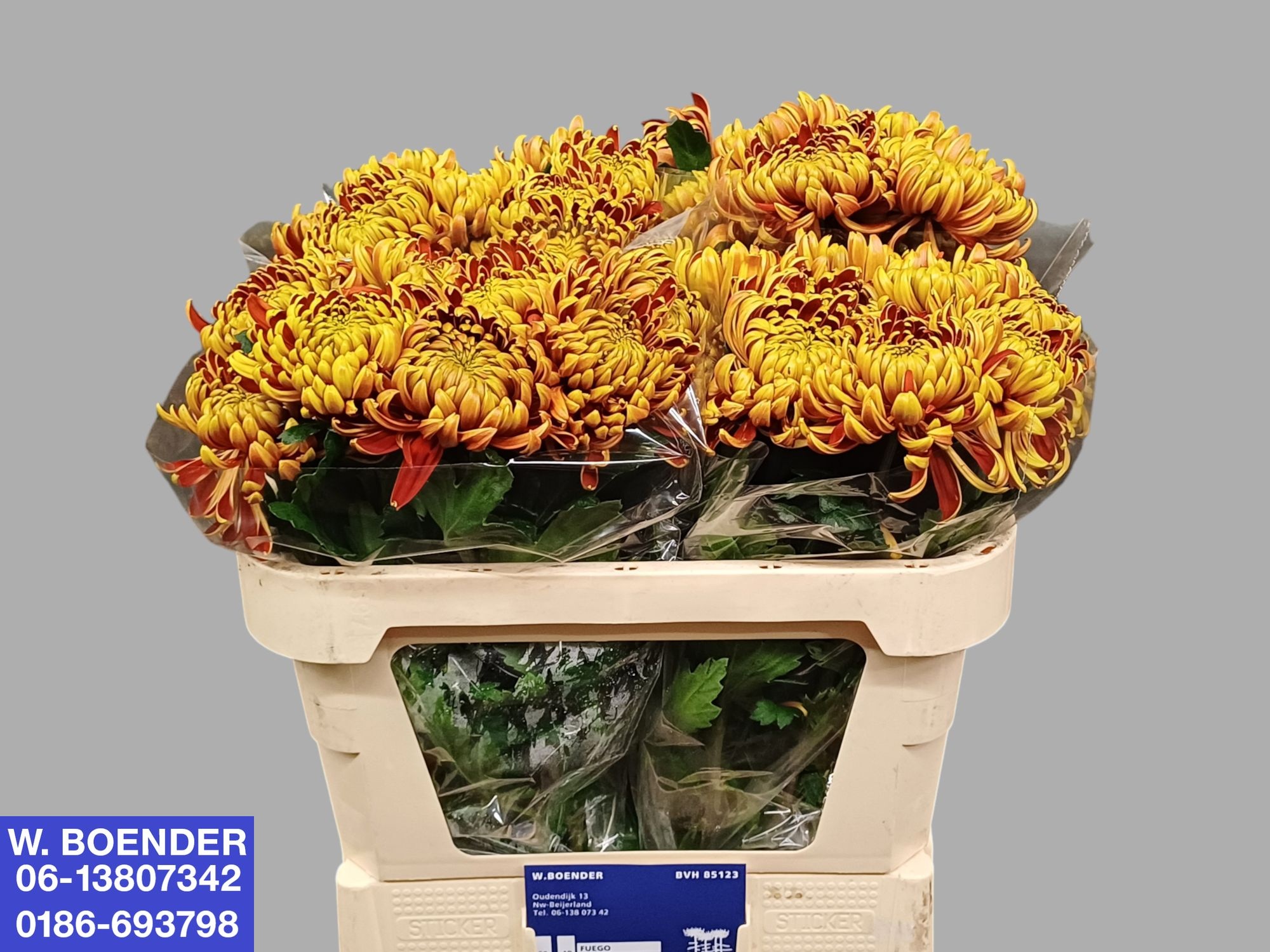 Chr G Fuego 75L.cm 50gram 23bloei