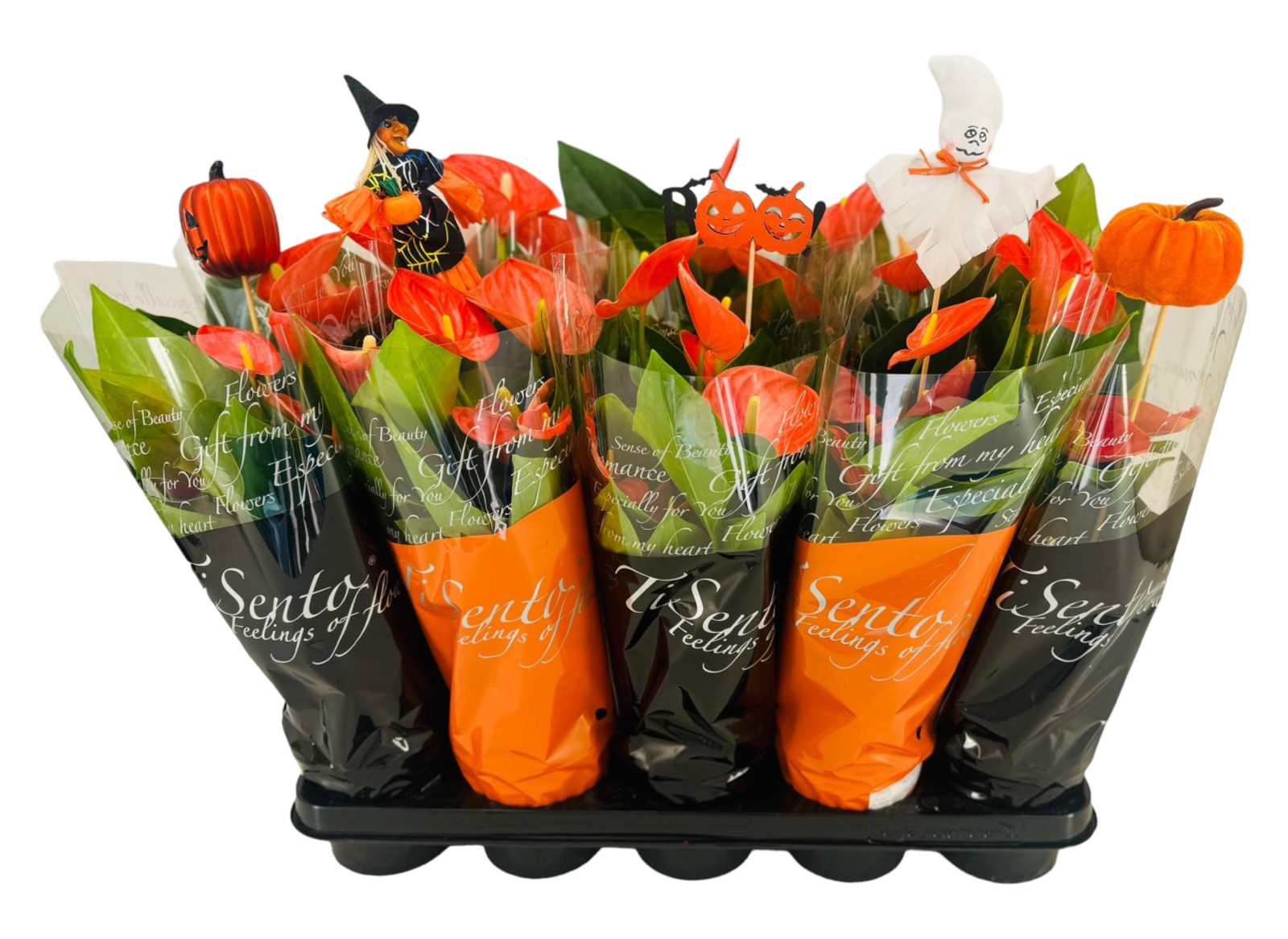 Picture of Anthurium Halloween varieties P12 45cm