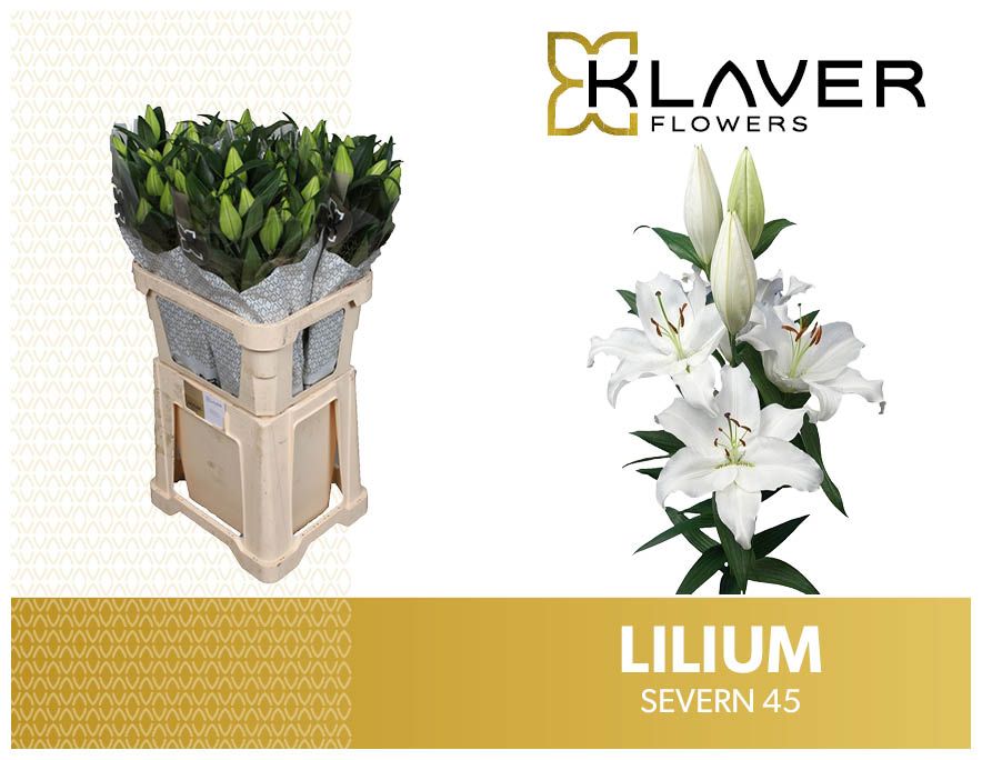 Lilium Or Severn 90cm 4/5bl