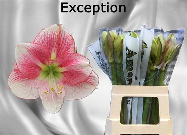 Hippeastrum Exception 2bl