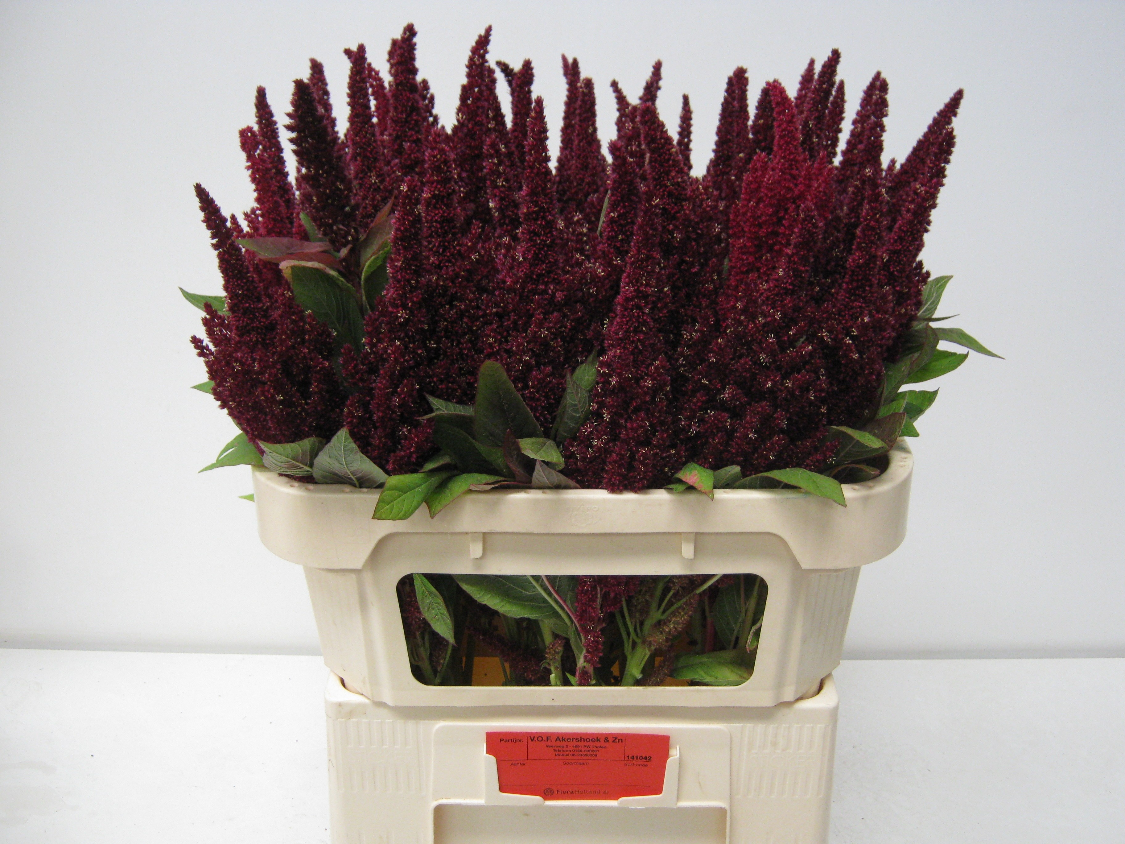Amaranthus Green 70cm