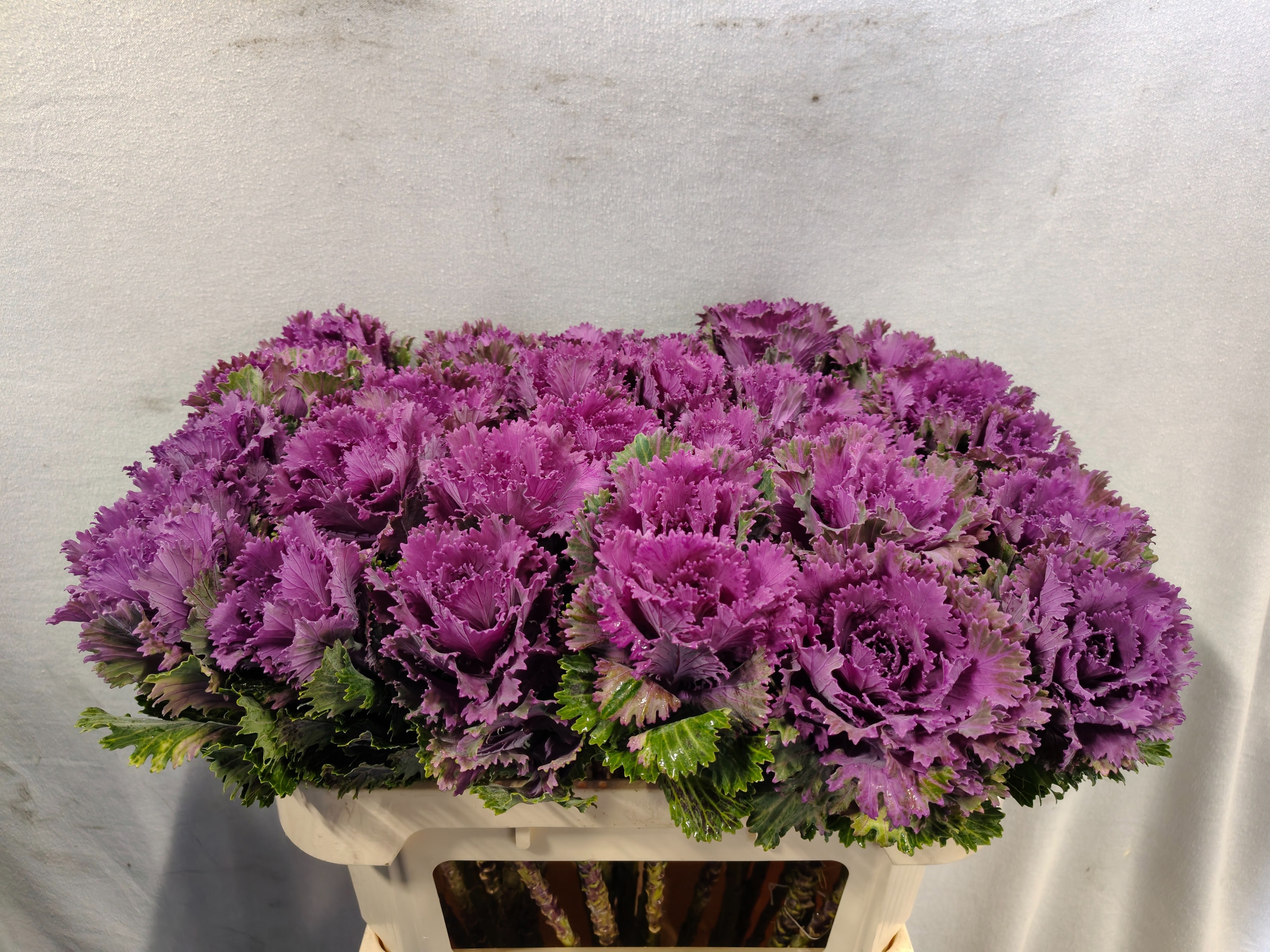 Brassica Altair 70cm