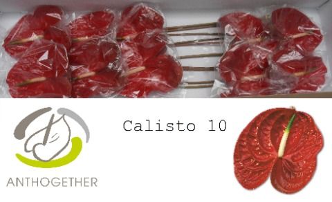Anth A Calisto