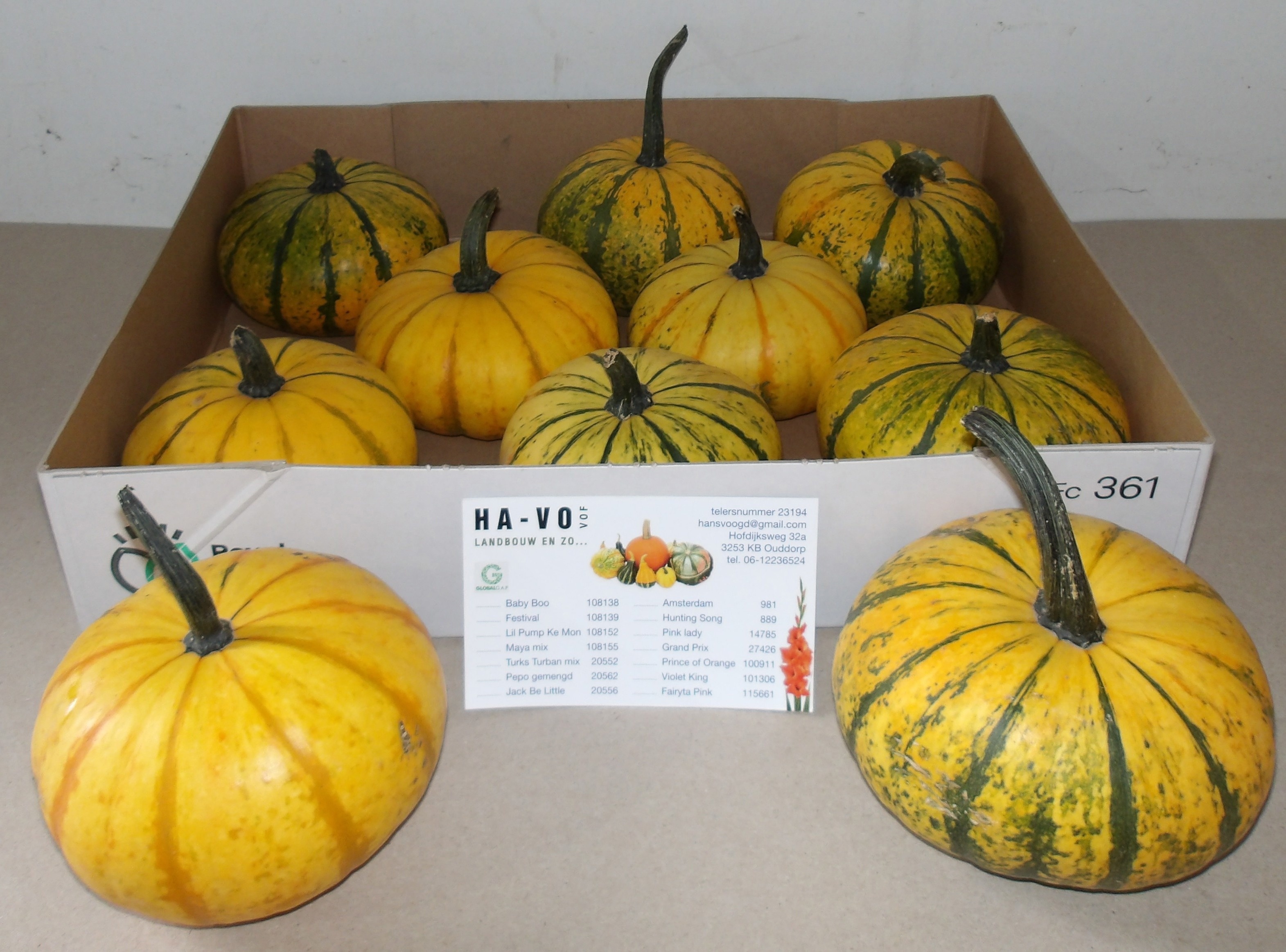 Cucurbita Lil P-ke-mon