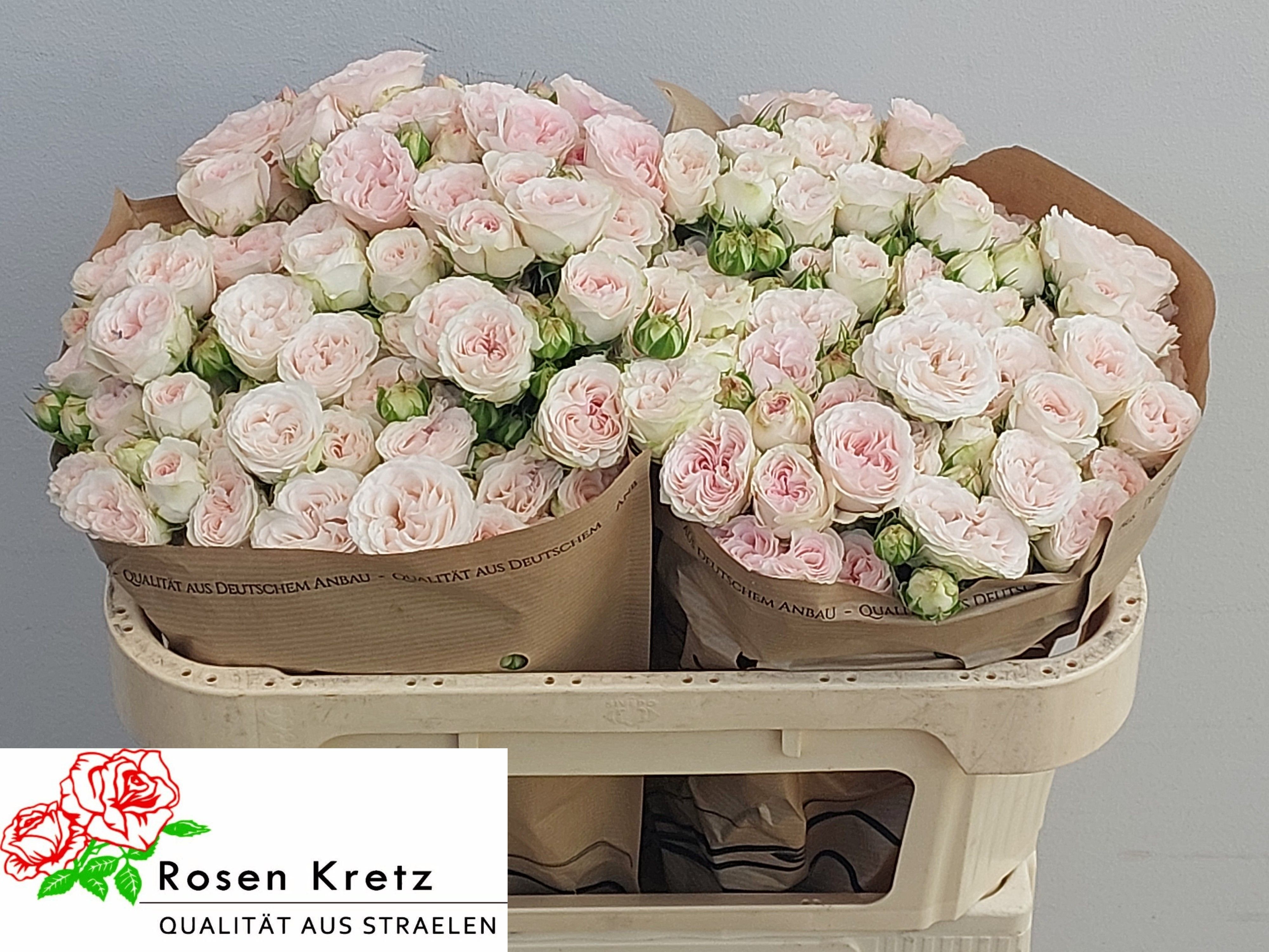 Rosa Garden Spray Royal Wedding 60cm