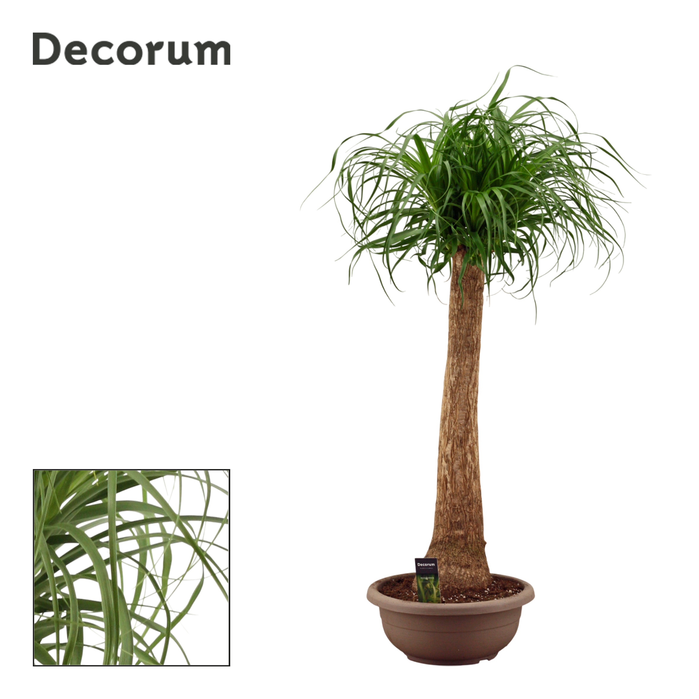 Beaucarnea Recht in schaal(Decorum)