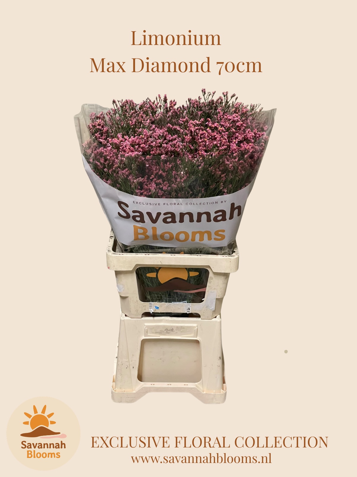 Limonium Sin Max Diamond 70cm 35gram