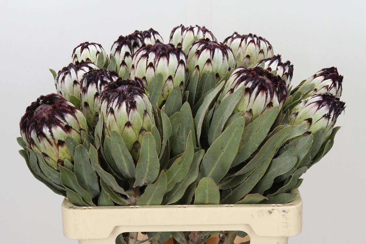 Protea Mag Niobe