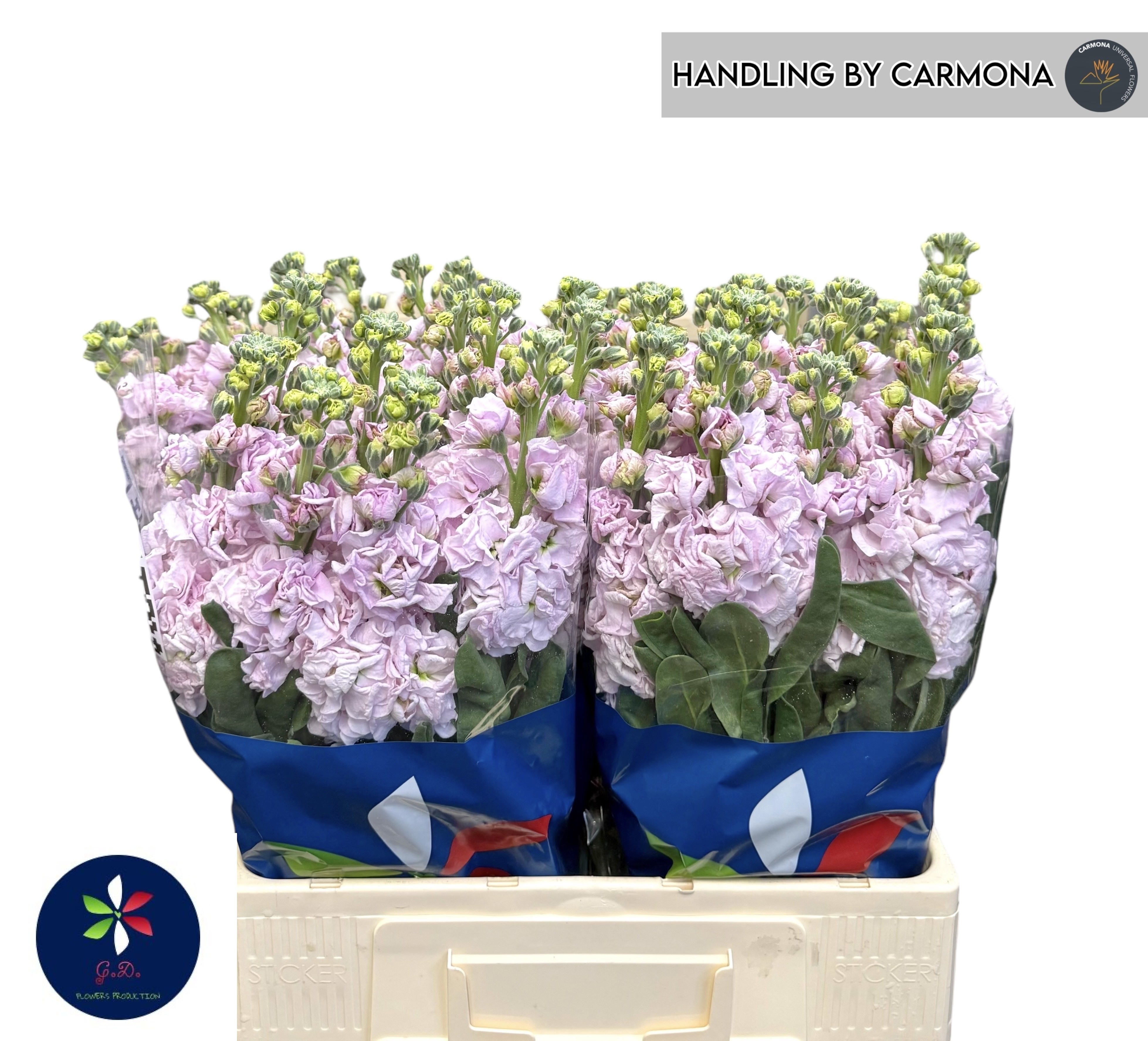 Matthiola Iron Cherry Blossom 50cm