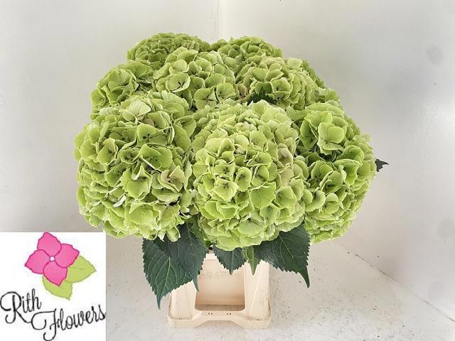 Hydrangea My Beautiful Heaven 60cm 22Ø
