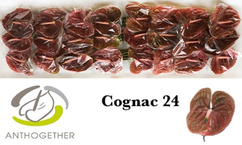 Anth A Cognac
