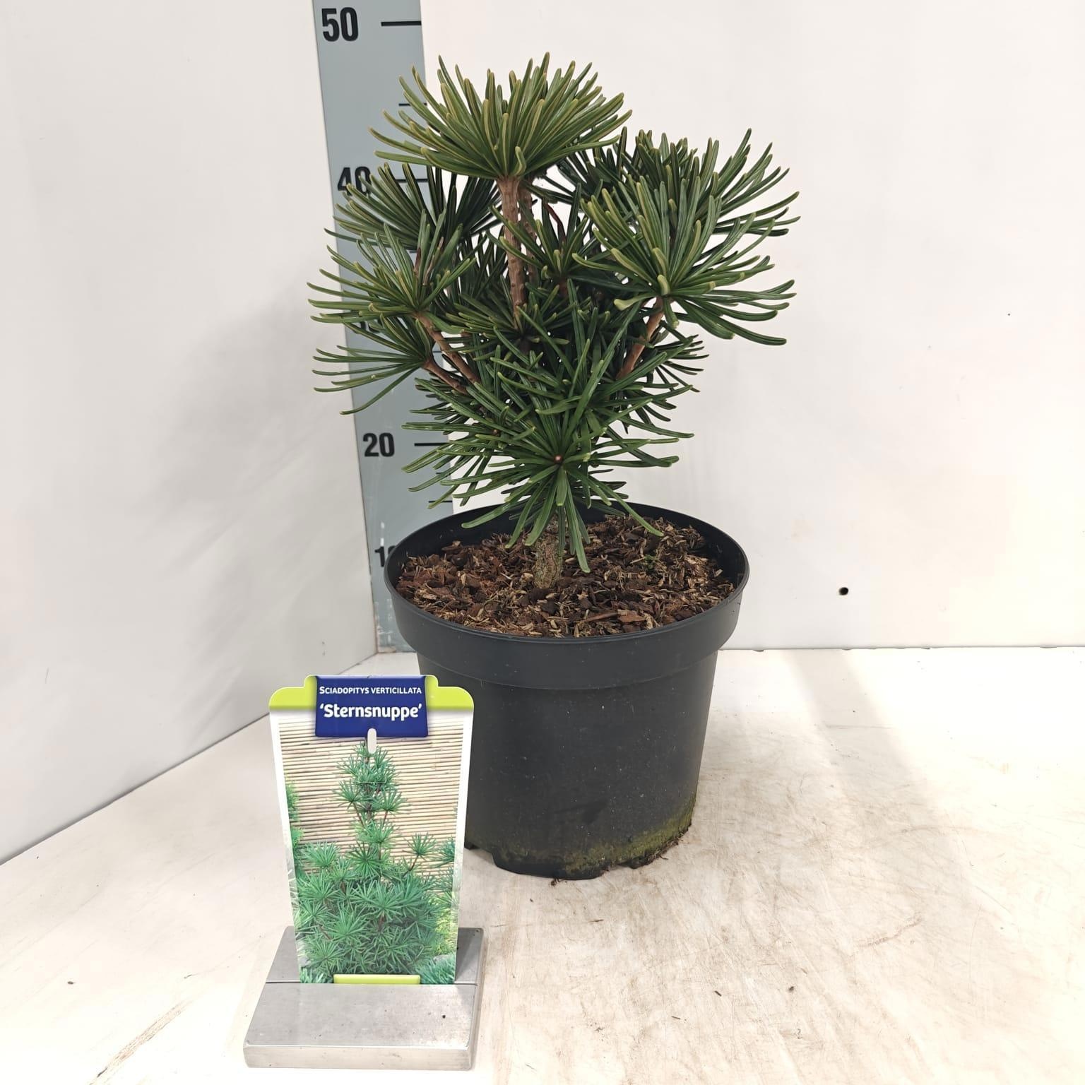 Sciadopitys verticillata 'Sternsnuppe'