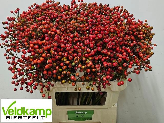 Rosa Mag Autum Glory 80cm