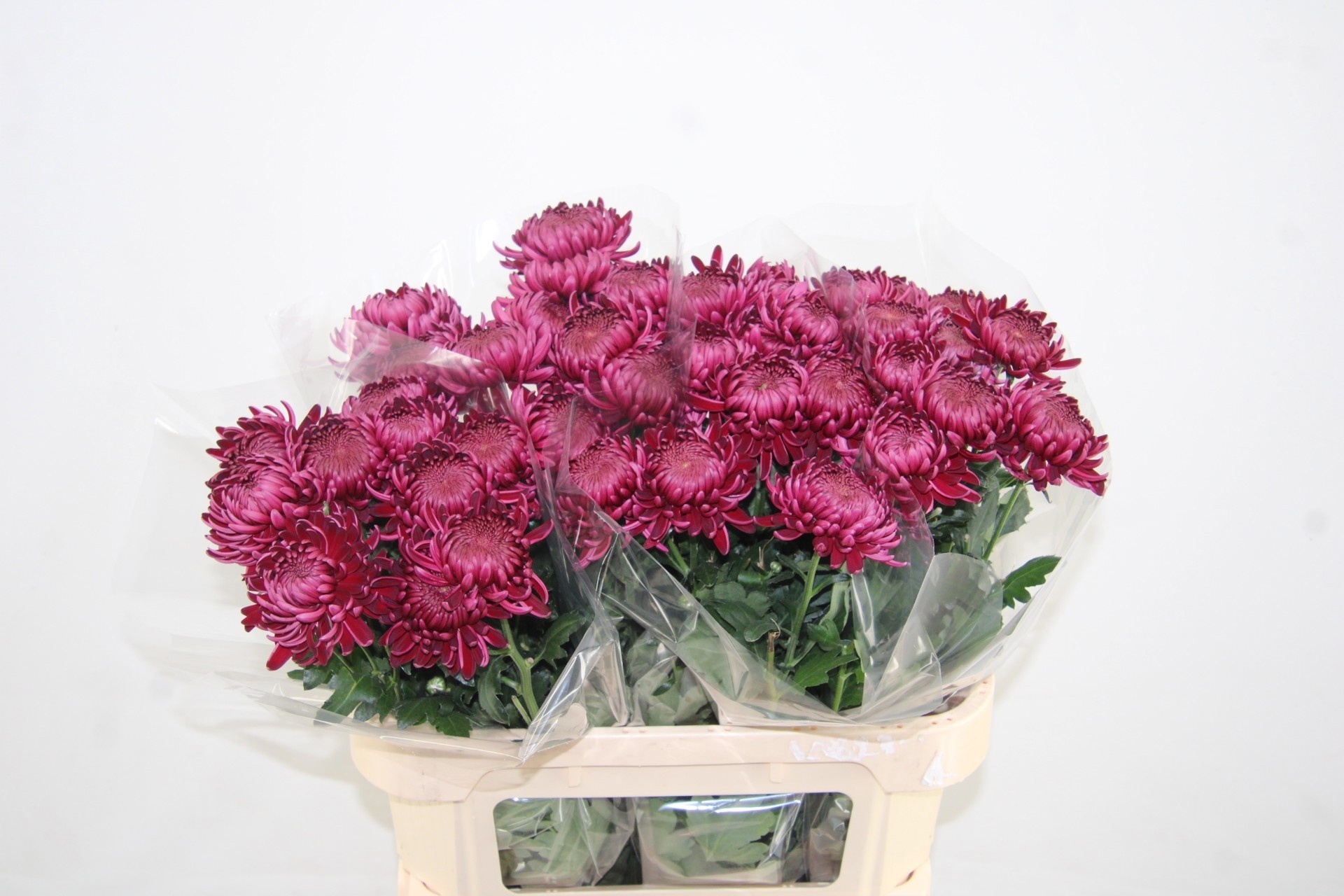 Chrys Single 80cm 75gram