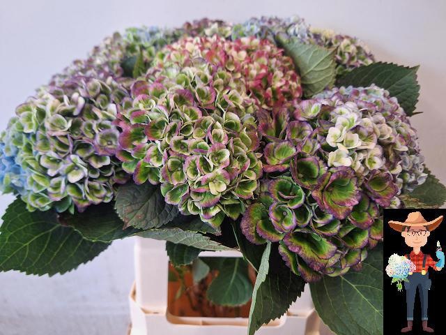 Hydrangea Revolution Pink/green 60cm 13Ø
