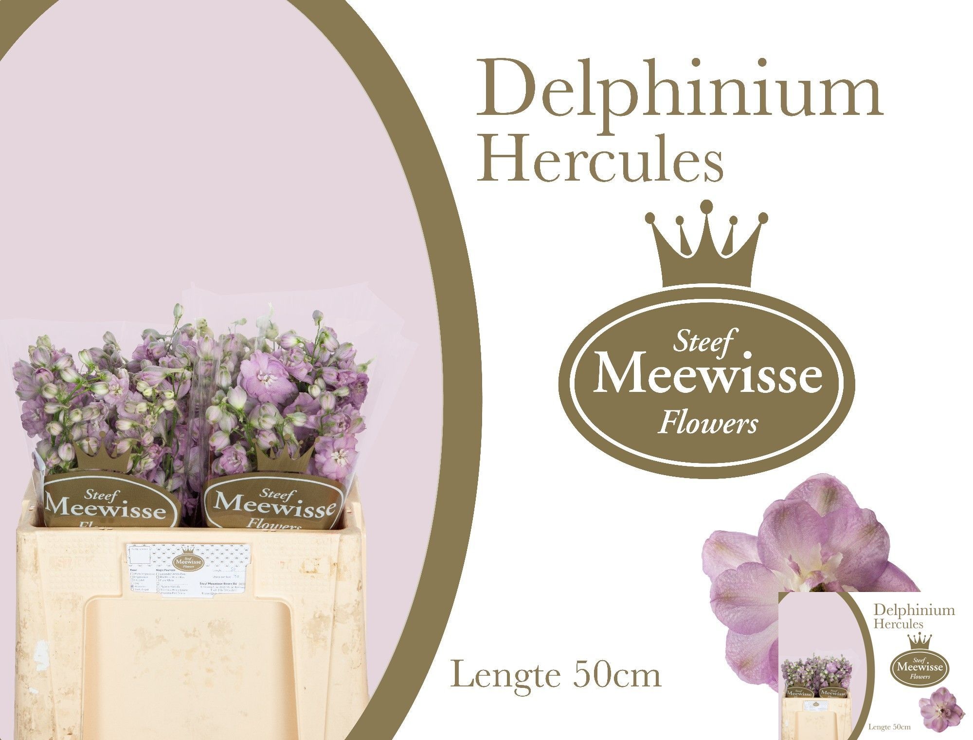 Delph El Dew Hercule