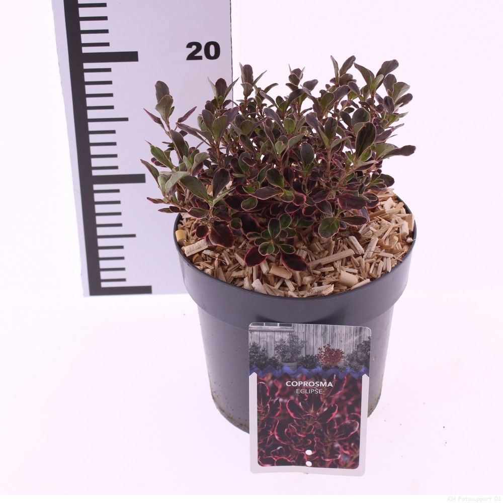 Picture of Coprosma 'Eclipse' PBR