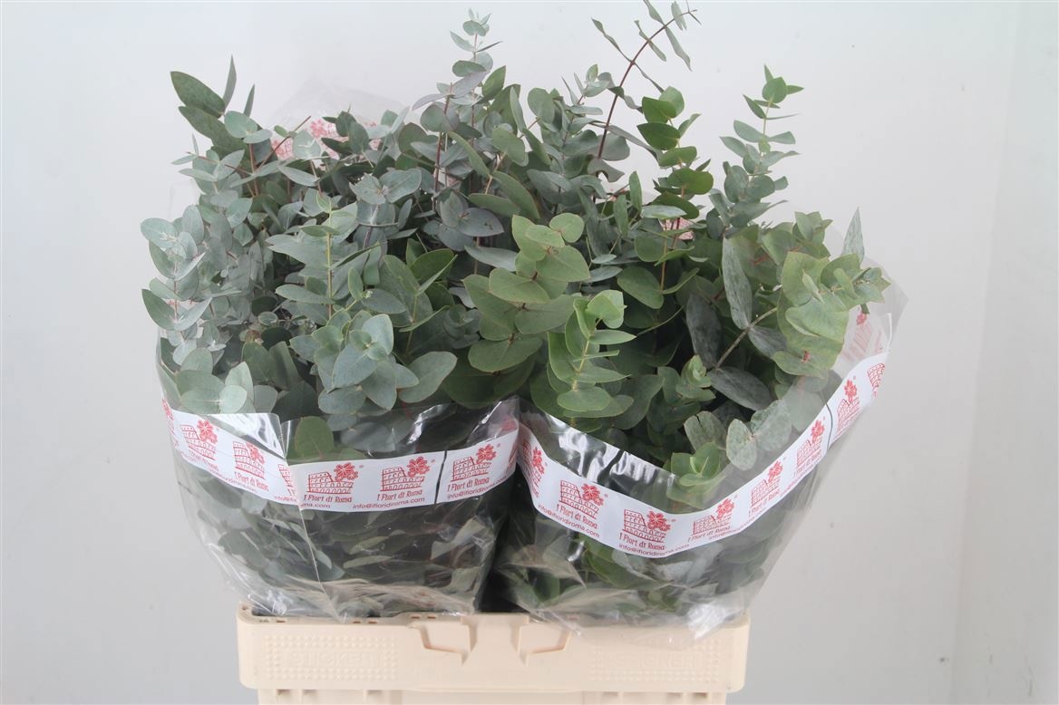 Eucalyptus Cinerea 60cm 200gram