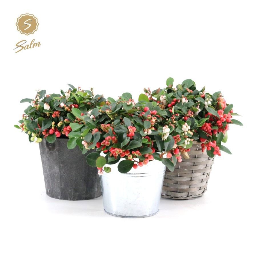 Gaultheria pr. 'Big Berry'® in Added Value Mix