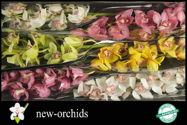 Cymbidium Asst 13bl