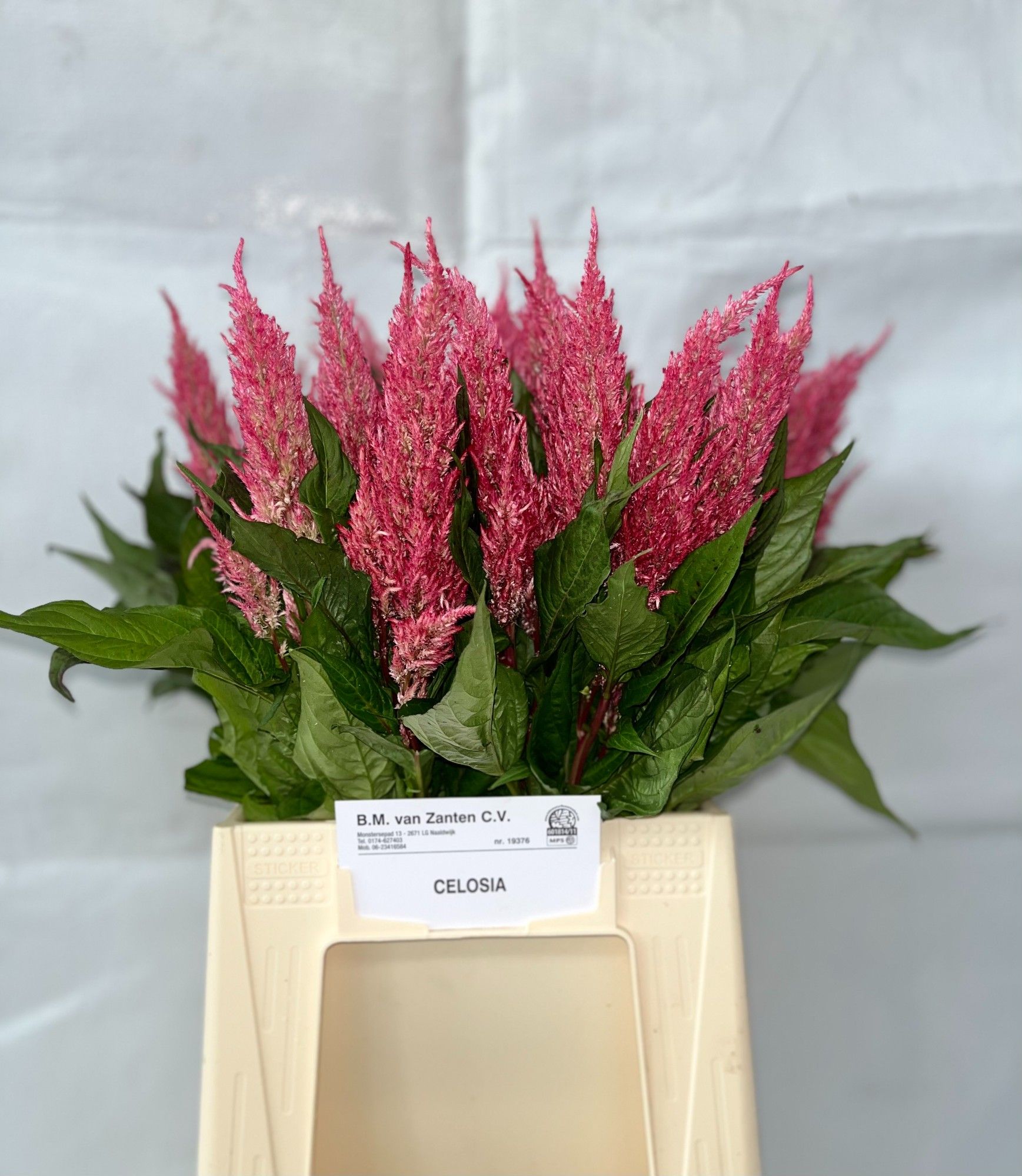 Celosia Pl Roy Pink 50cm