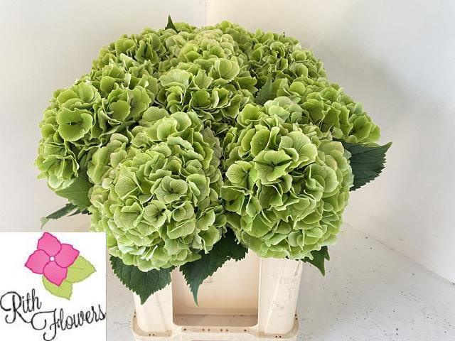 Hydrangea Verena Classic Pink 50cm 18Ø