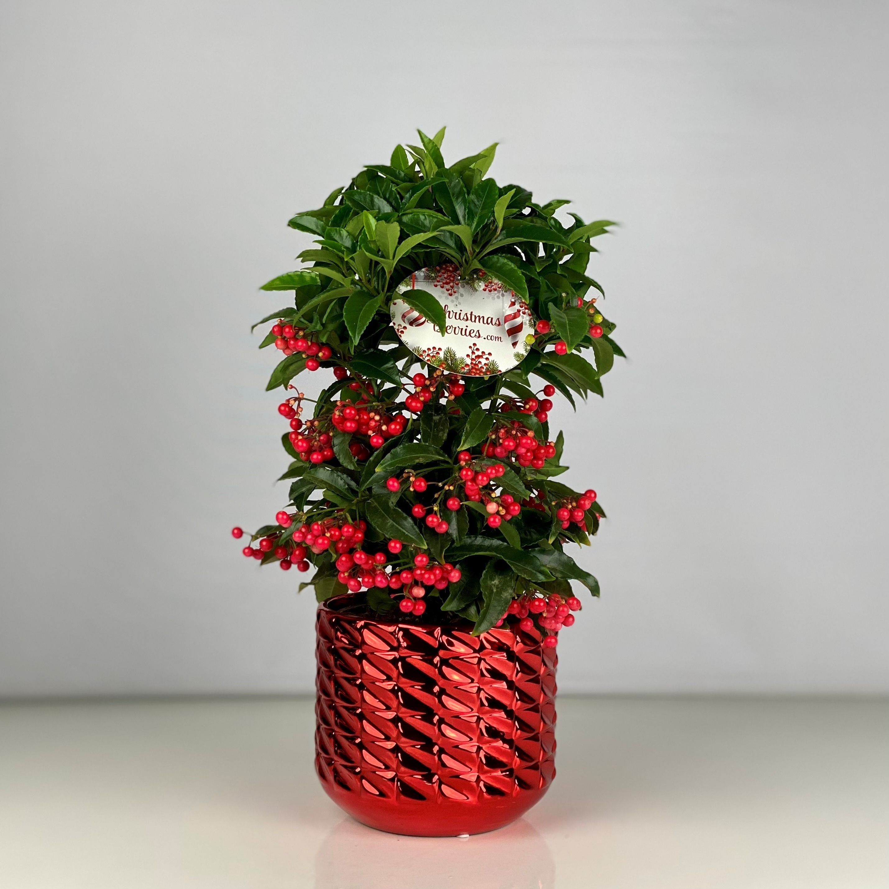 Picture of Ardisia crenata Bospremium Red with Toro ceramic pot P15 40CM