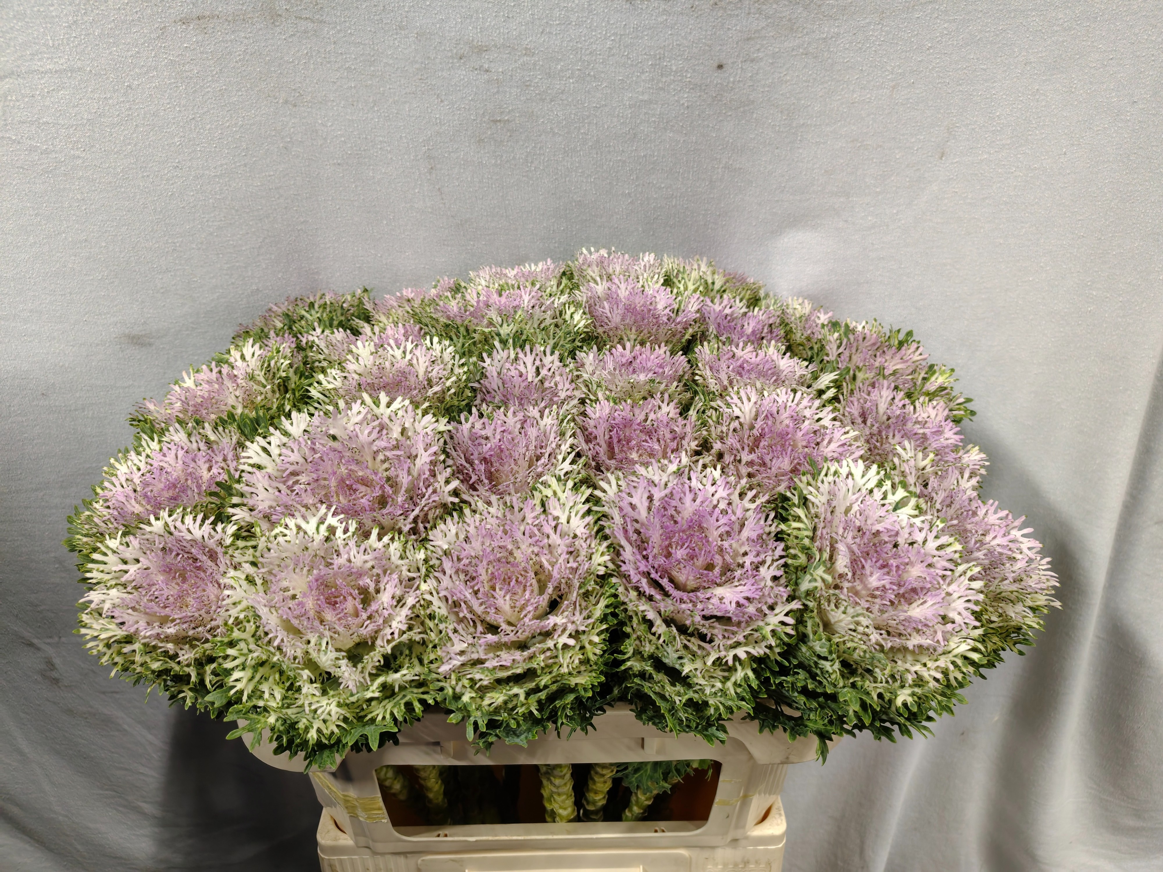 Brassica Crane King 70cm