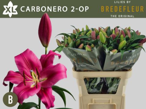 Li Ot Carbonero