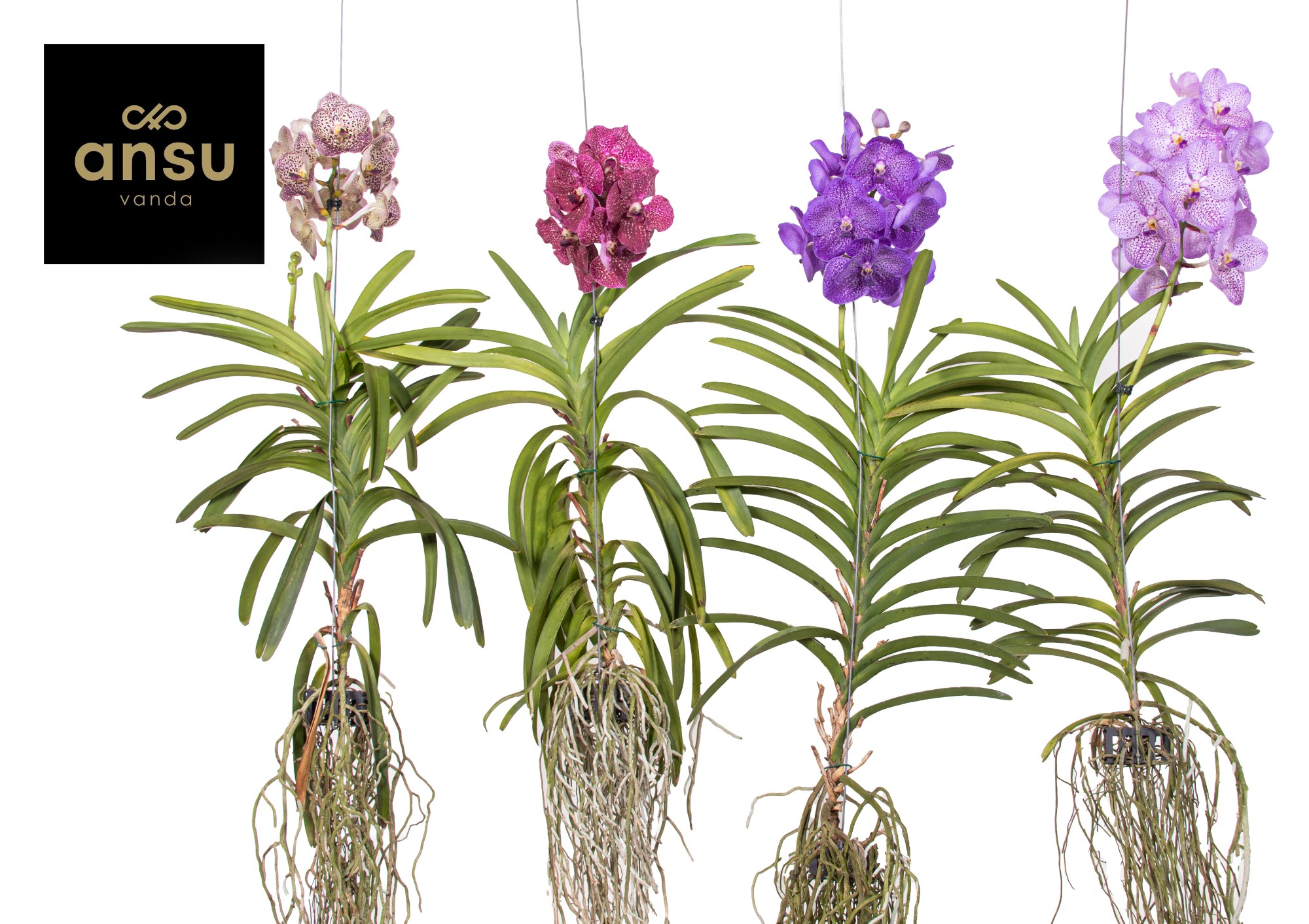 Picture of Vanda A2 XXL Colour Mix P45 70CM