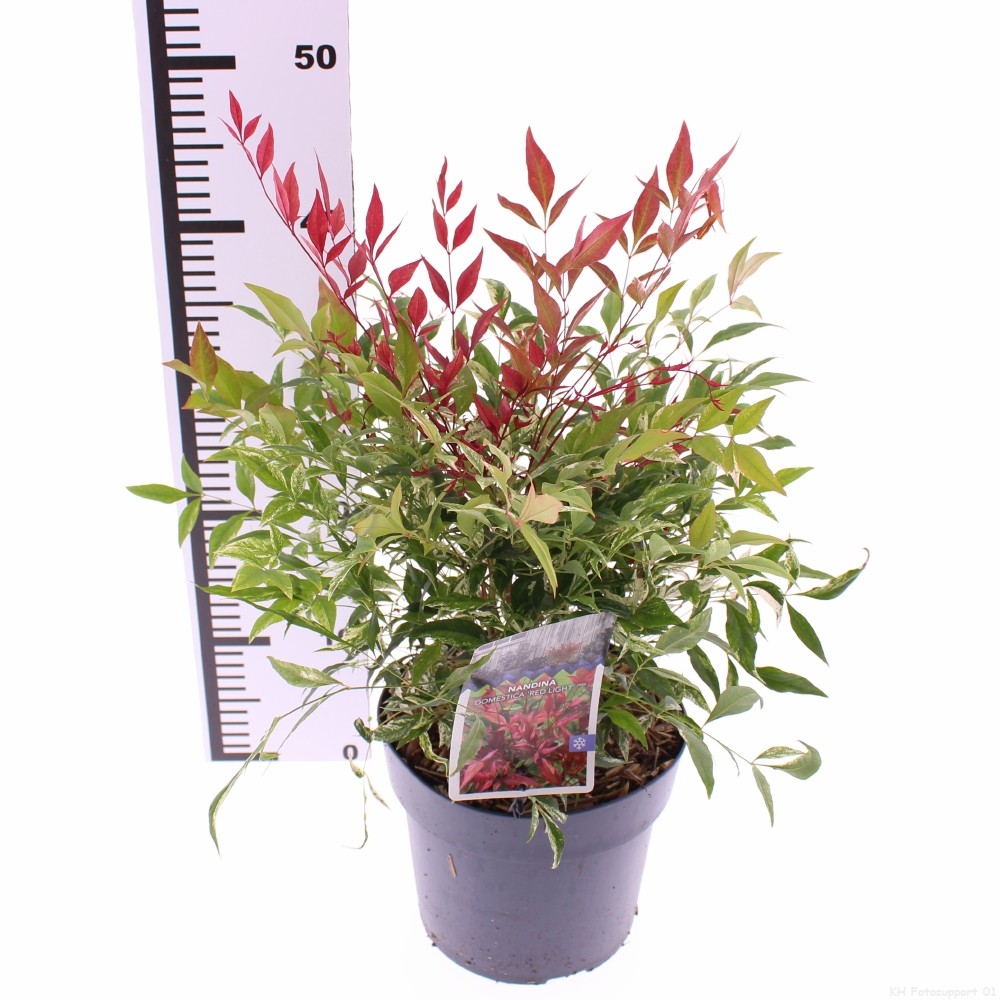 Picture of Nandina domestica 'Red Light'