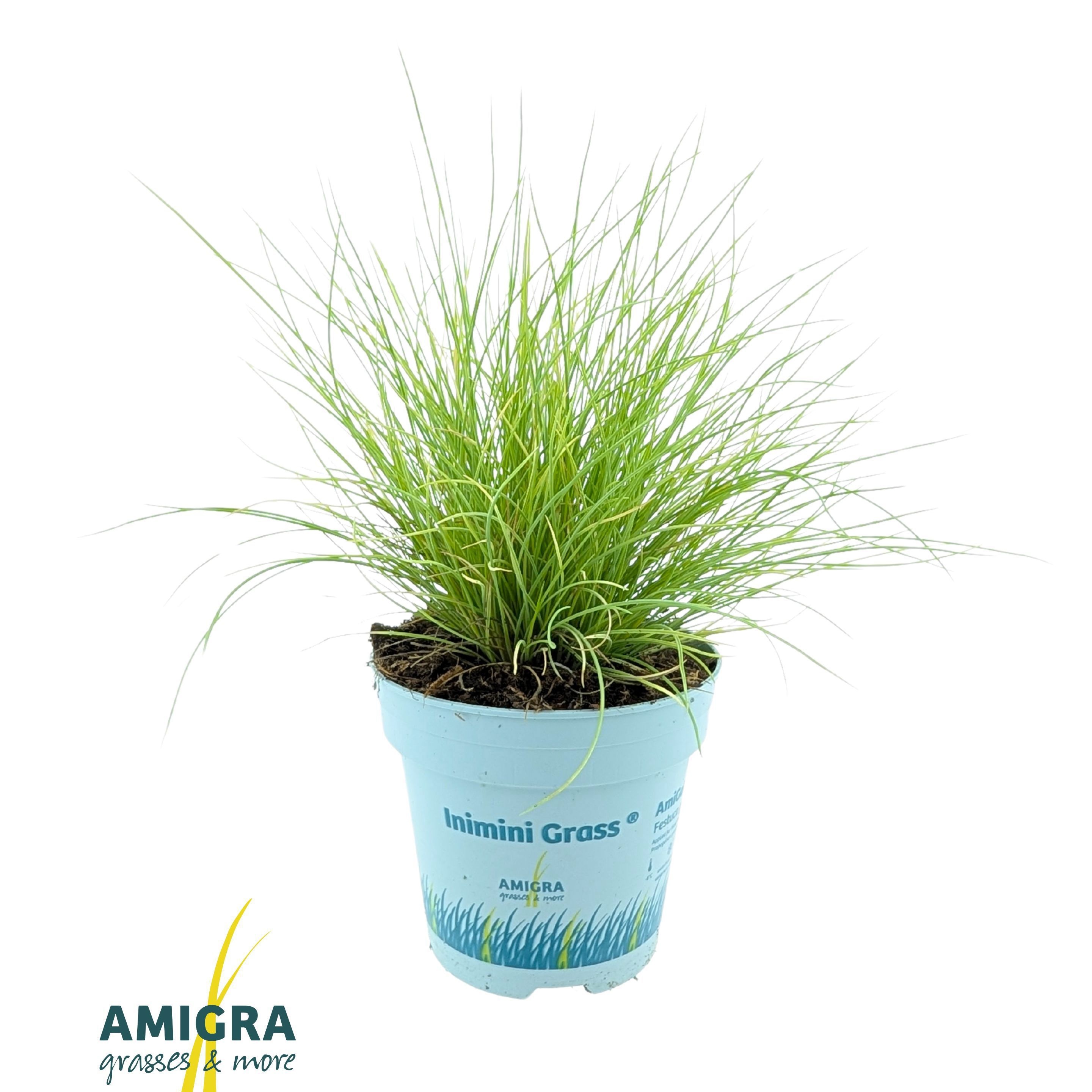Festuca glauca Amigold® ('Amigol25')