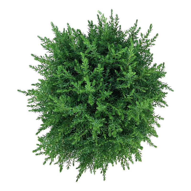 Picture of Juniperus comm. 'Compressa'