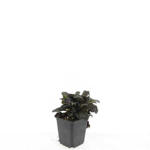 Ajuga reptans 'Atropurpurea'