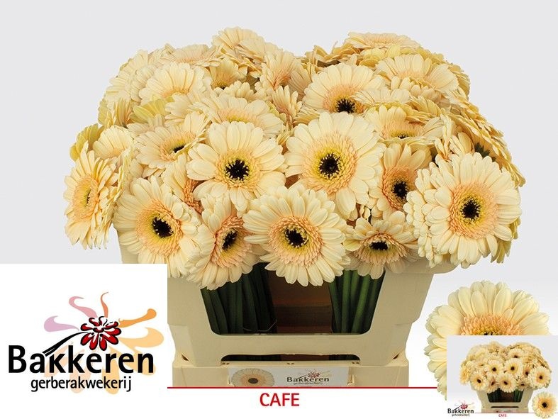Ge Mi Cafe 50L.cm