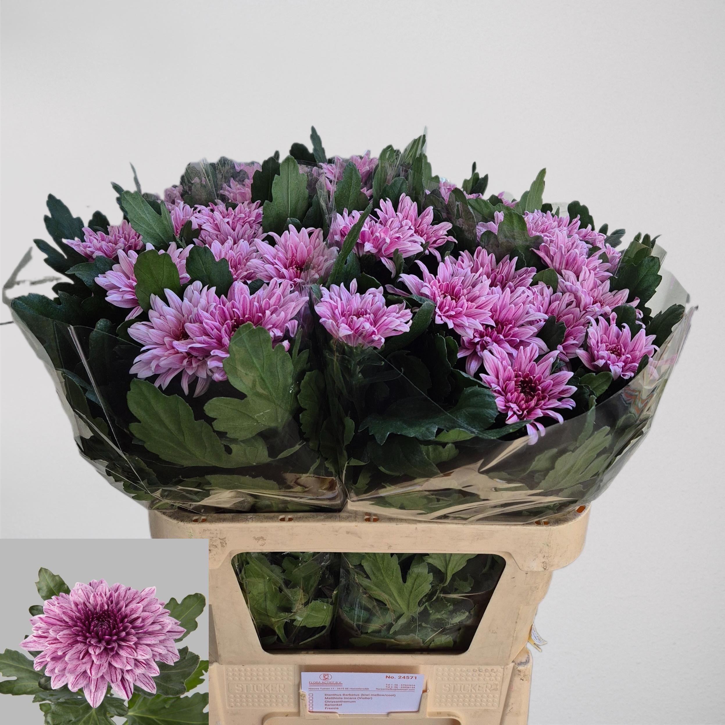 Chrys Single Pip 80cm 145gram