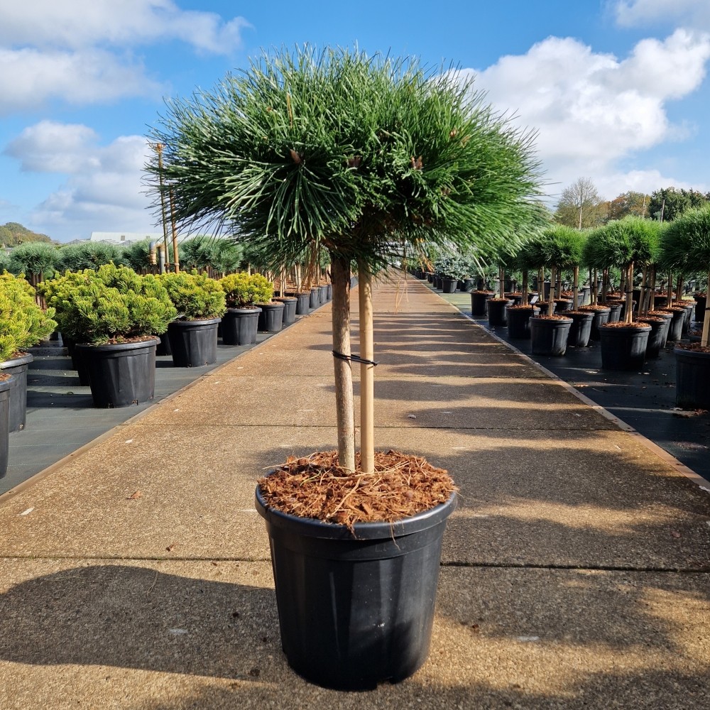 Picture of Pinus nigra Brepo C20 40/STD (LOOSE)