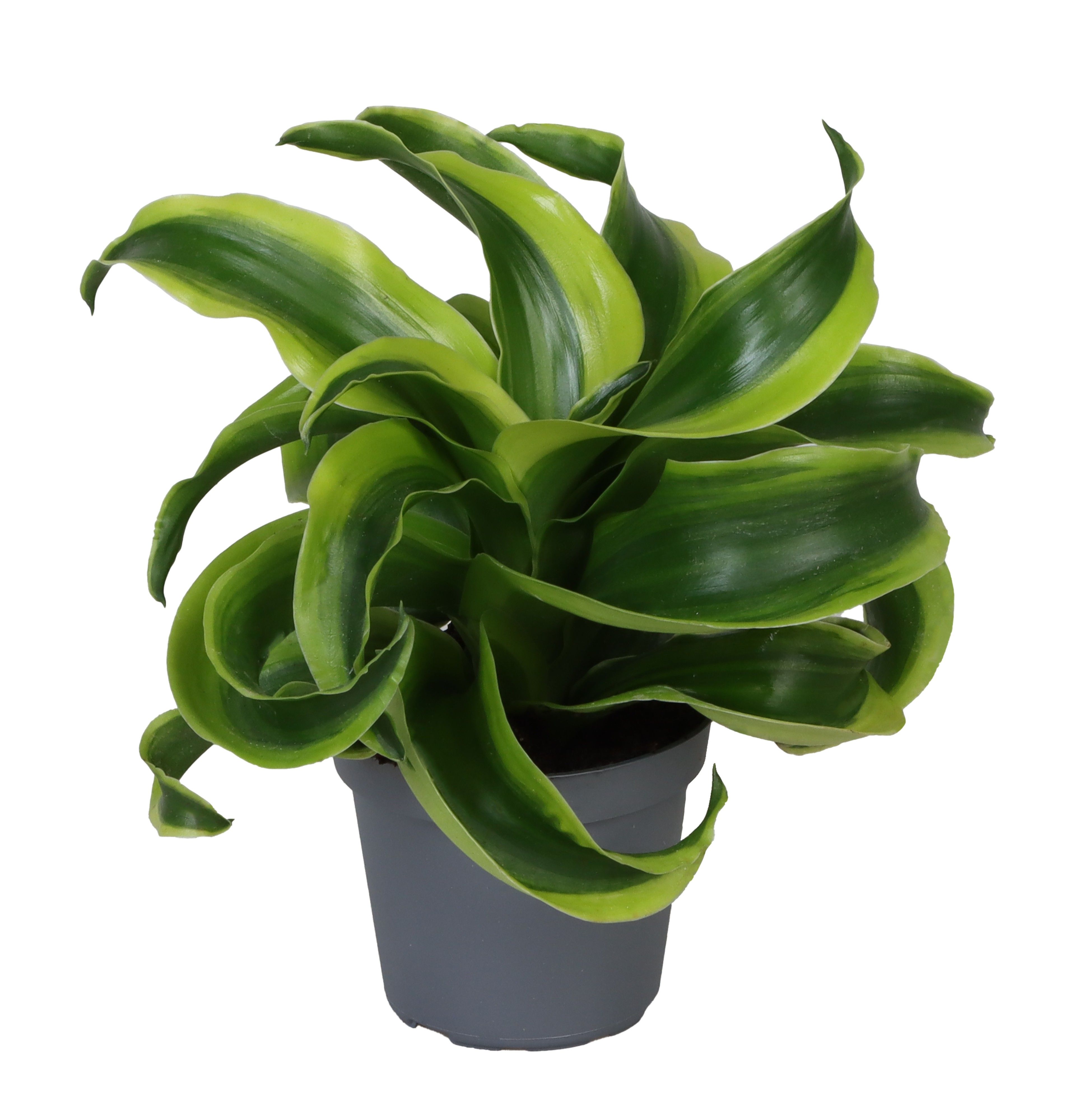 Dracaena fragrans (Compacta Grp) Tornado | Hamiplant