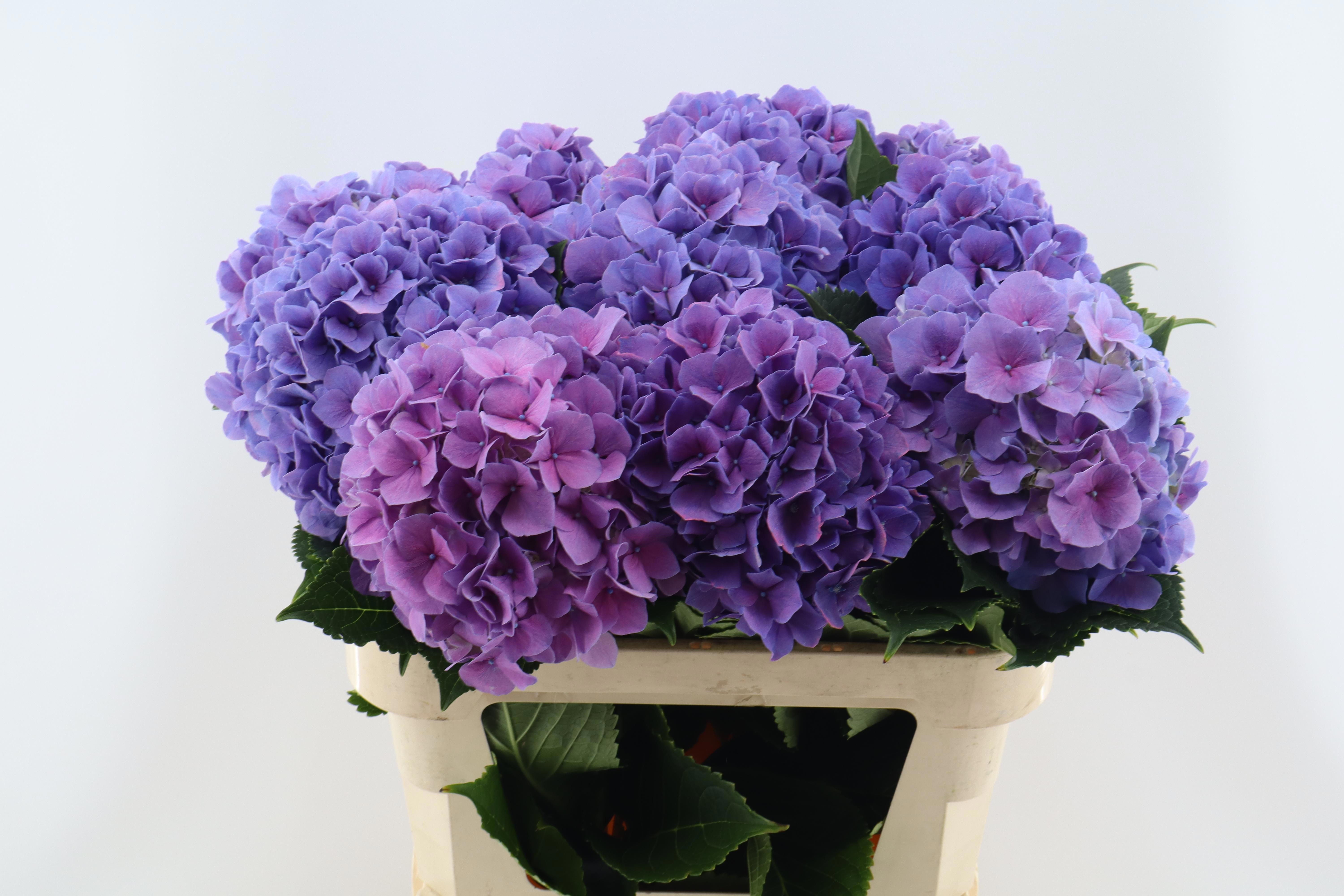 Hydrangea Cassanova 80cm 22Ø